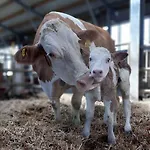 Apartamento Grainmeisterhof