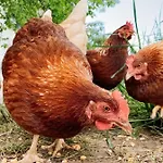 דירה Grainmeisterhof