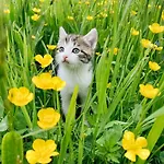 Grainmeisterhof Niederwaldkirchen