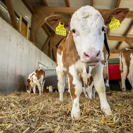Grainmeisterhof Niederwaldkirchen
