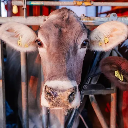 Apartmán Grainmeisterhof