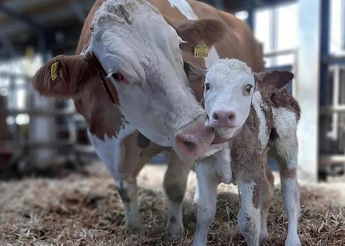 Apartmán Grainmeisterhof