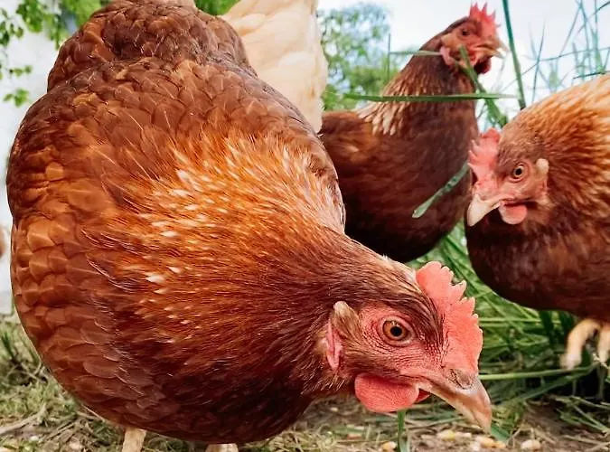 Apartmán Grainmeisterhof