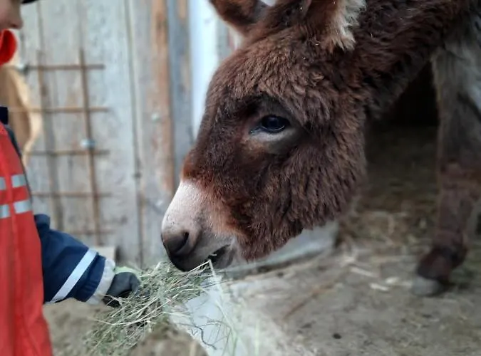 Grainmeisterhof Niederwaldkirchen