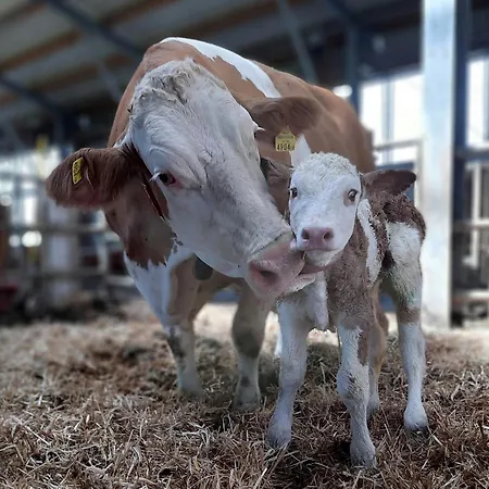 דירה Grainmeisterhof