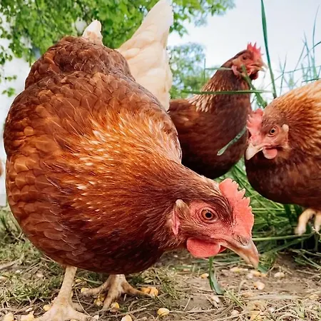 דירה Grainmeisterhof