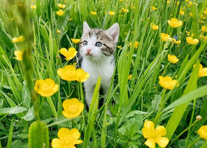 Grainmeisterhof Niederwaldkirchen