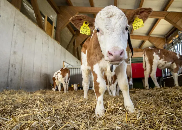 Grainmeisterhof Niederwaldkirchen
