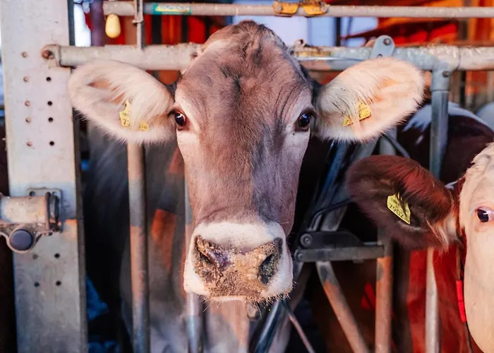 Διαμέρισμα Grainmeisterhof